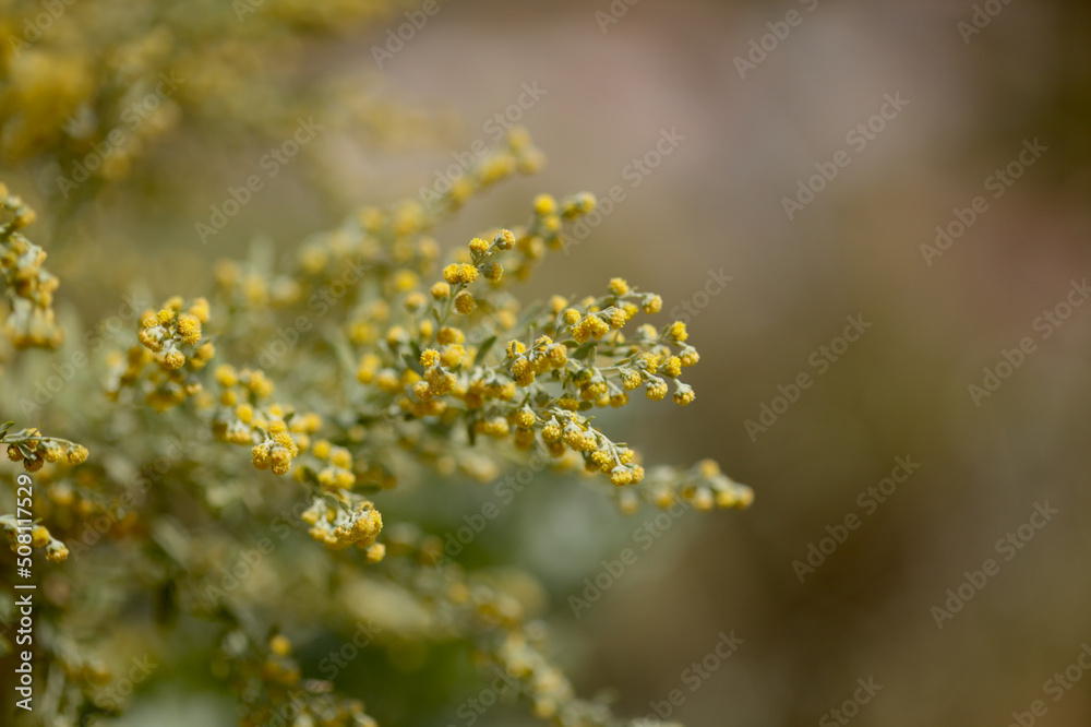 Flora of Gran Canaria - Artemisia thuscula, locally called Incense due to its highly aromatic properties, natural macro floral background
Flora of Gran Canaria - Artemisia thuscula, locally called Incense due to its highly aromatic properties, natural macro floral background