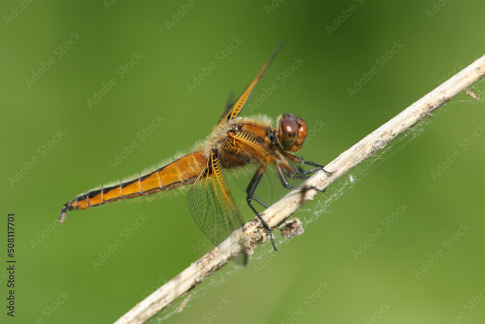 A hunting Scarce Chaser Dragonfly, Libellula fulva, perching on a plant growing at the edge of a river. A hunting Scarce Chaser Dragonfly, Libellula fulva, perching on a plant growing at the edge of a river.
