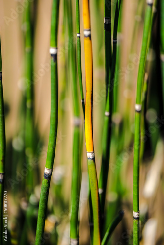 Growing Horsetail Wintering