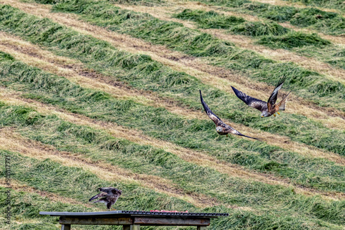 Red Kites, Buzzards and Leucistic Red Kites, Red Kite Retreat, Castlewellan, County Down, Slieve Croob and Mourne Area of outstanding Natural Beauty photo