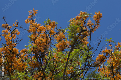 Grevillea robusta, commonly known as the southern silky oak, isolated on white background 