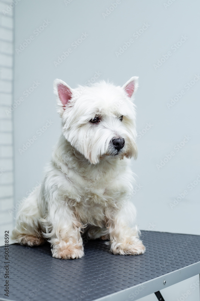 a West Highland White Terrier dog sits on a grooming table a West Highland White Terrier dog sits on a grooming table