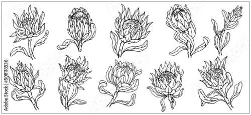 Protea.Set of linear sketches of flowers.Vector graphics.