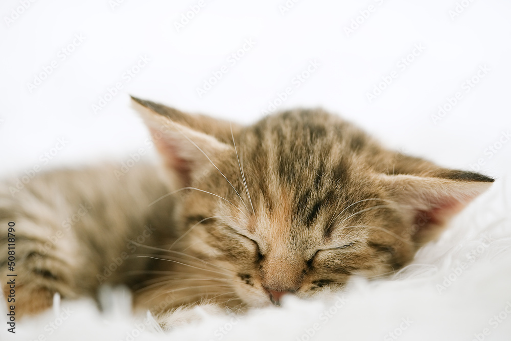 Cute little kitten lying in bed. Fluffy pet comfortably settled to sleep Cute little kitten lying in bed. Fluffy pet comfortably settled to sleep