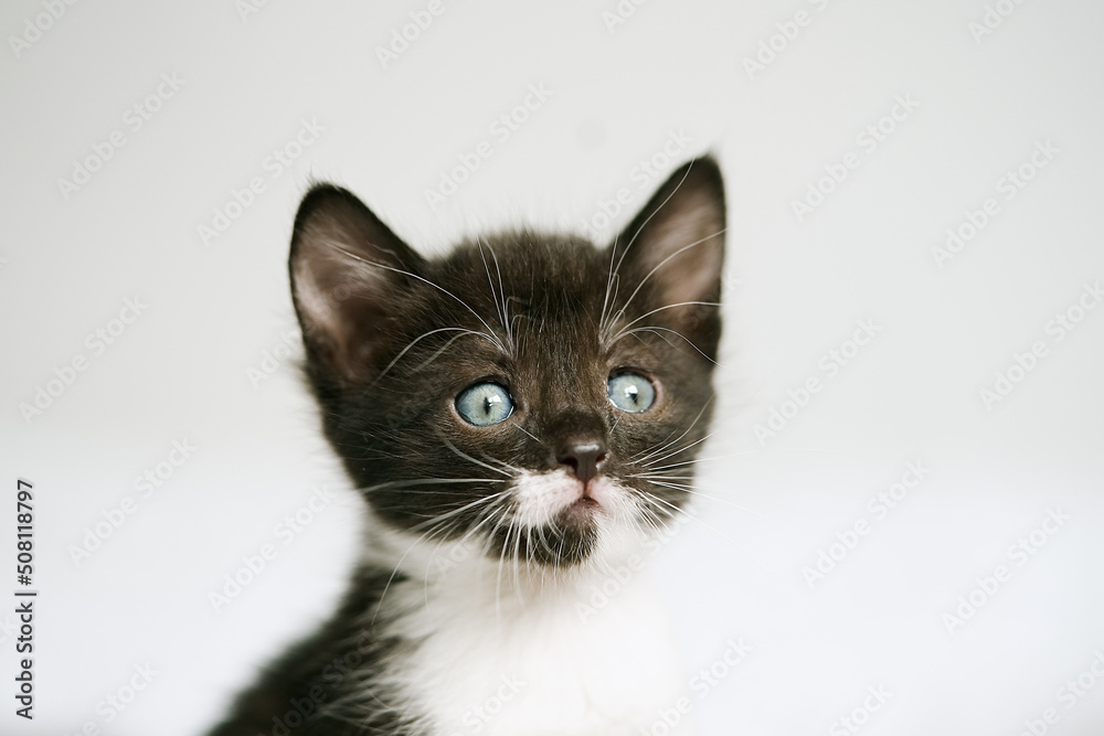 Little kitten on a white blanket. Kitty two months Little kitten on a white blanket. Kitty two months