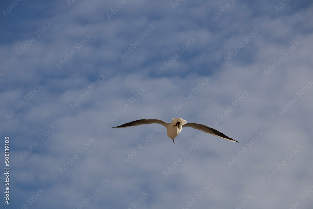 seagull in flight seagull in flight
