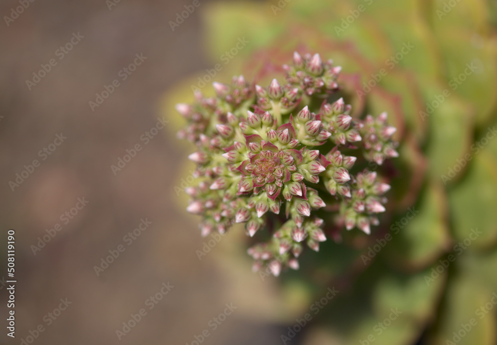 Flora of Lanzarote - Aeonium lancerottense, succulent plant endemic to the island, natural macro floral background
Flora of Lanzarote - Aeonium lancerottense, succulent plant endemic to the island, natural macro floral background