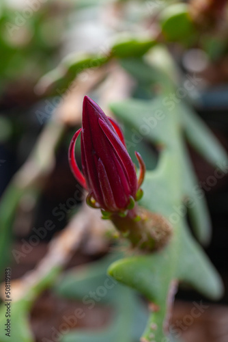 Selenicereus anthonyanus blooming in botanical garden