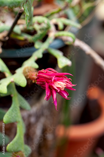 Selenicereus anthonyanus growing in botanical garden