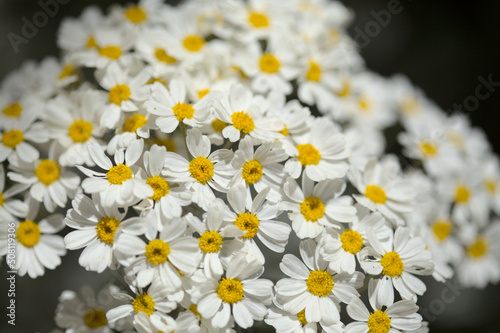 Flora of Gran Canaria - abundant flowering of Gonospermum ptarmicaeflorum aka silver tansy, endemic and endangered species natural macro floral background
 photo