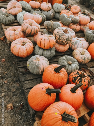 pile of pumpkins