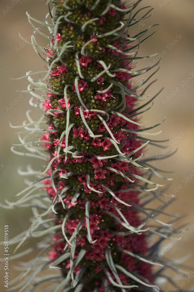 Flora of Tenerife - Echium wildpretii, red bugloss, garden escape on Gran Canaria Flora of Tenerife - Echium wildpretii, red bugloss, garden escape on Gran Canaria