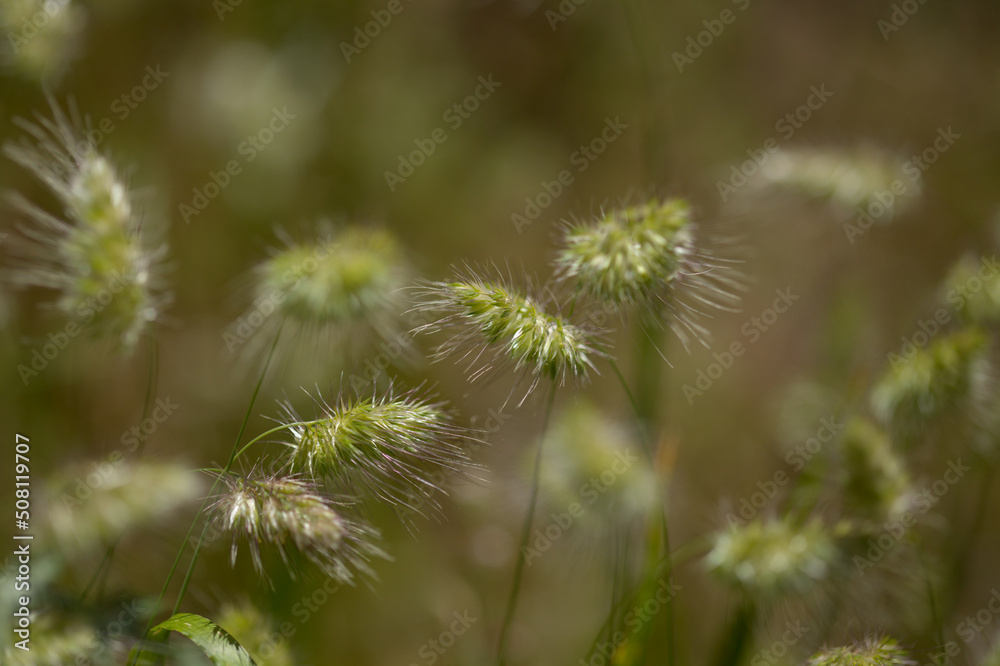 Flora of Gran Canaria - Cynosurus echinatus, bristly dogstail grass natural macro floral background
Flora of Gran Canaria - Cynosurus echinatus, bristly dogstail grass natural macro floral background