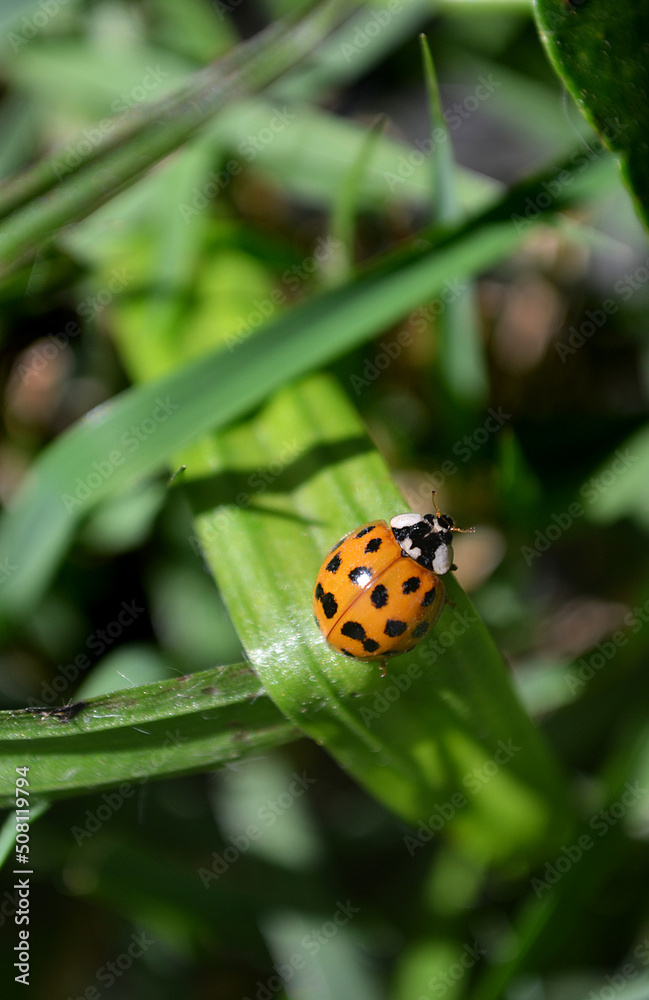 Ladybug is the common name of the Coleoptera insects of the Coccinellidae family. In addition to yellow, there are other colors. They can measure from 0.8 millimeters to 1.8 centimeters in length. Ladybug is the common name of the Coleoptera insects of the Coccinellidae family. In addition to yellow, there are other colors. They can measure from 0.8 millimeters to 1.8 centimeters in length.