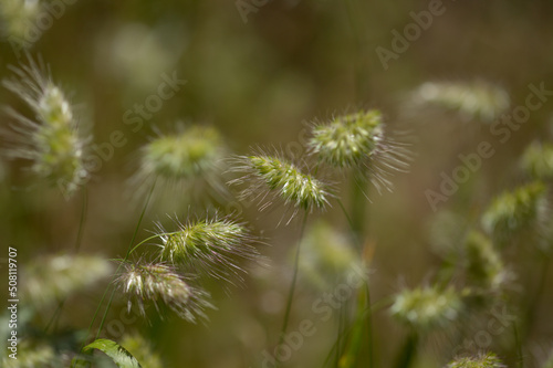 Flora of Gran Canaria - Cynosurus echinatus  bristly dogstail grass natural macro floral background 