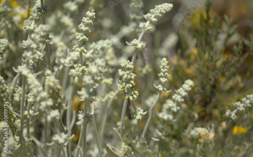 Flora of Gran Canaria - Sideritis dasygnaphala, white mountain tea of Gran Canaria, endemic, natural macro floral background 
