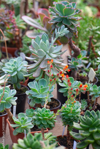 collection of echeveria plants growing in botanical garden