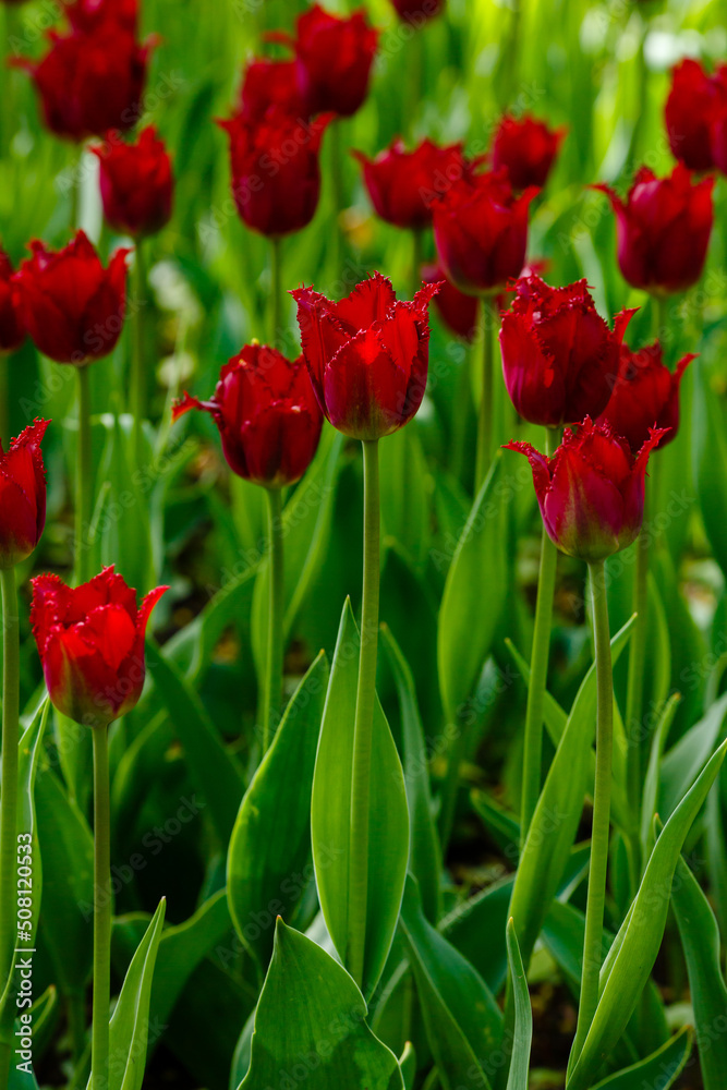 Fringed red tulip in spring garden Fringed red tulip in spring garden