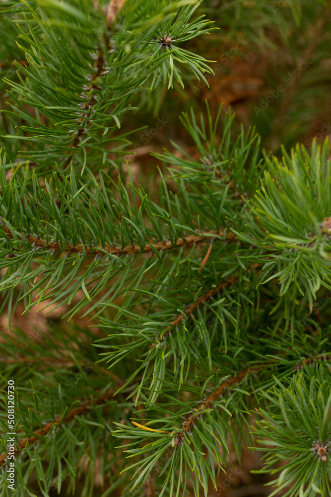 Pine tree evergreen fir branch close up Pine tree evergreen fir branch close up