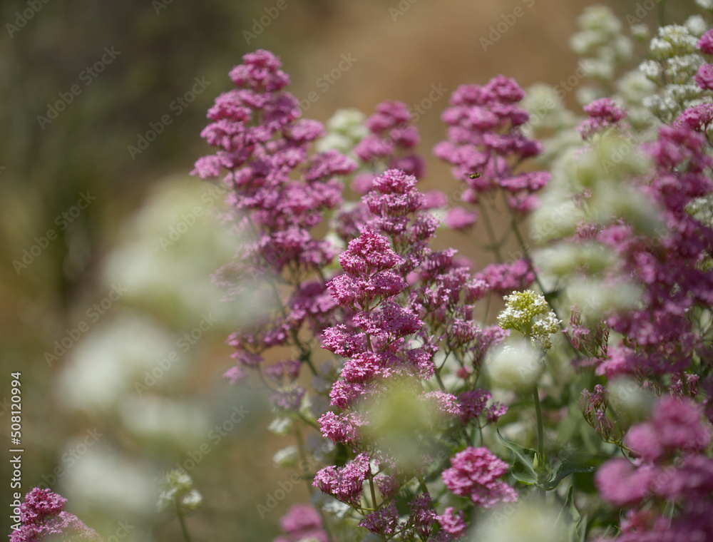 Flora of Gran Canaria - Centranthus ruber, red valerian, invasive in Canaries natural macro floral background
Flora of Gran Canaria - Centranthus ruber, red valerian, invasive in Canaries natural macro floral background