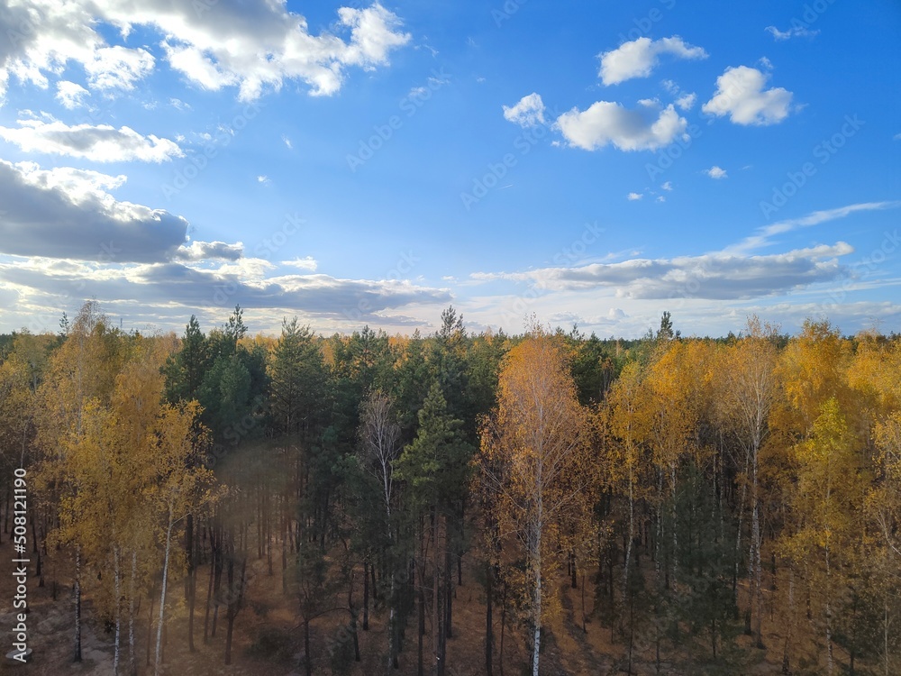 Autumn Forest