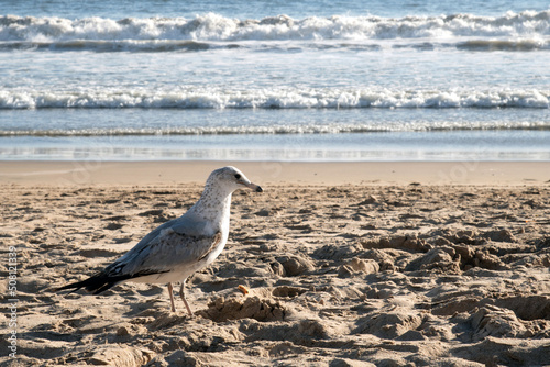 gaviota 