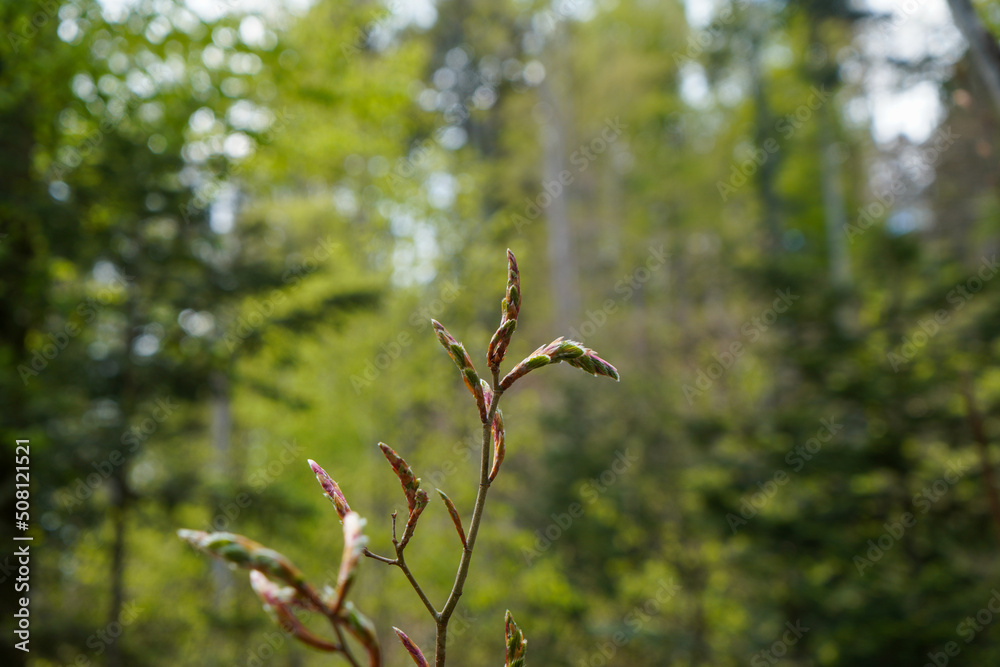 German nature in spring, photographed in the Bavarian Forest German nature in spring, photographed in the Bavarian Forest