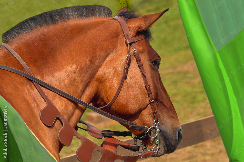 Horse head close up. Knight horse with black mane. Beautiful animal