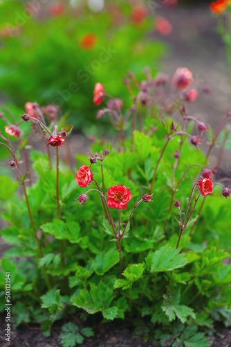 Geum Flames of Passion growing in spring