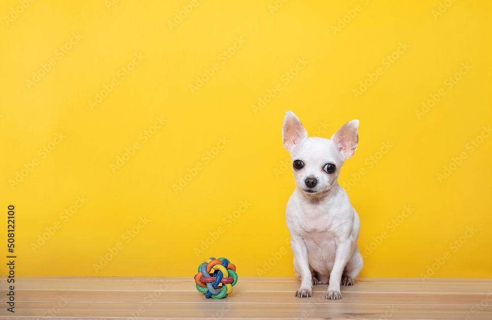 A small white chihuahua dog sits next to a toy - a wicker rubber ball on a yellow background and looks attentively into the camera.