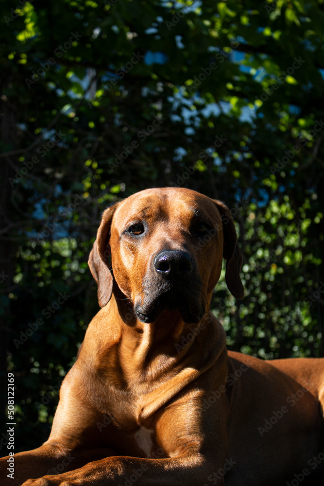 portrait of a purebred Rhodesian ridgeback lying down looking directly at the camera  