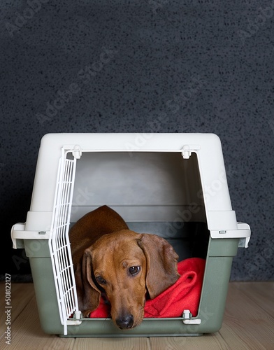 Transportation of a hunting red dog of the Dachshund breed - the dog lies in a large special plastic box and tilts its head sadly looks down, examining the table.