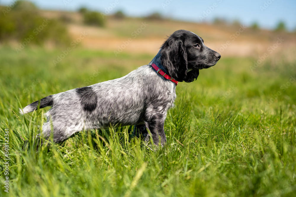 Adorable Russian Spaniel puppy stand in the grass in the field. Hunting dog.