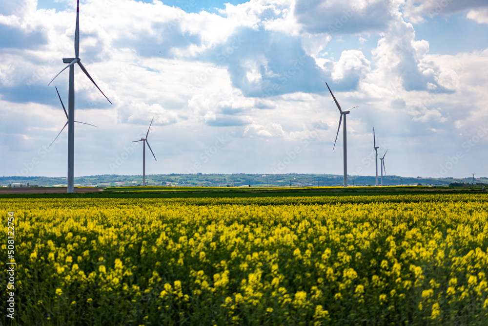 wind turbines in the field