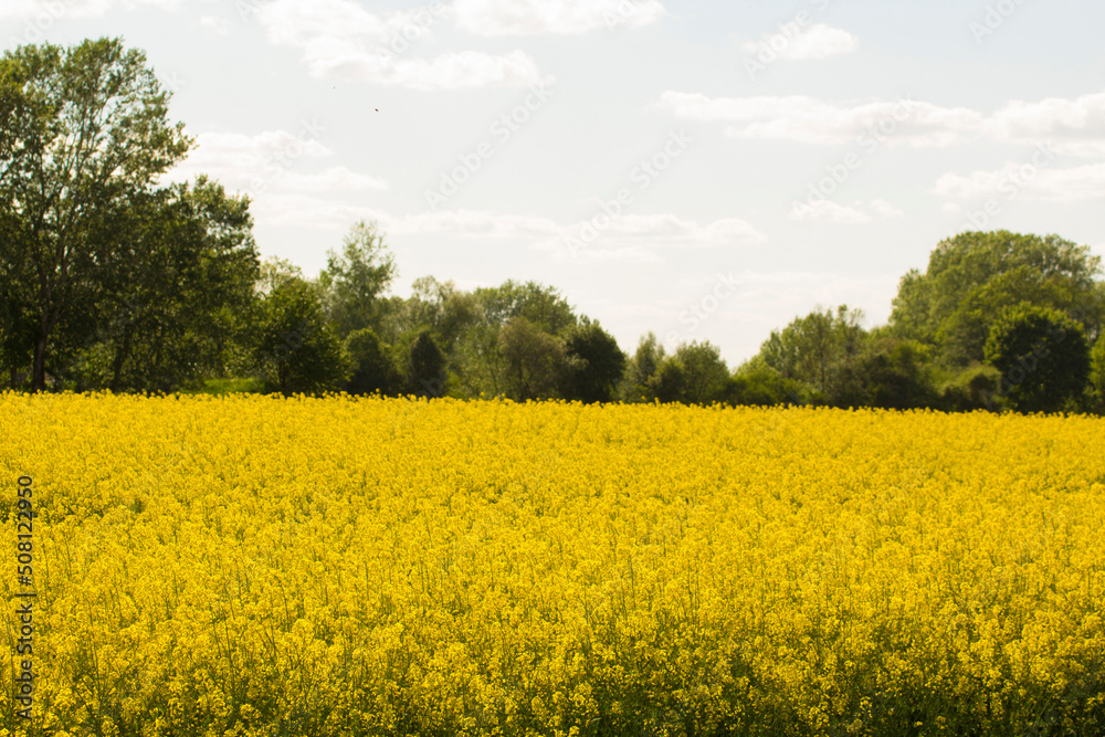field of yellow mustard plants