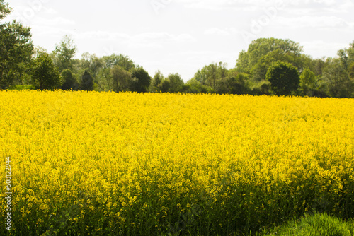 field of yellow mustard plants