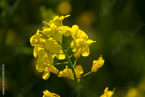yellow mustard plant against the backdrop of green nature