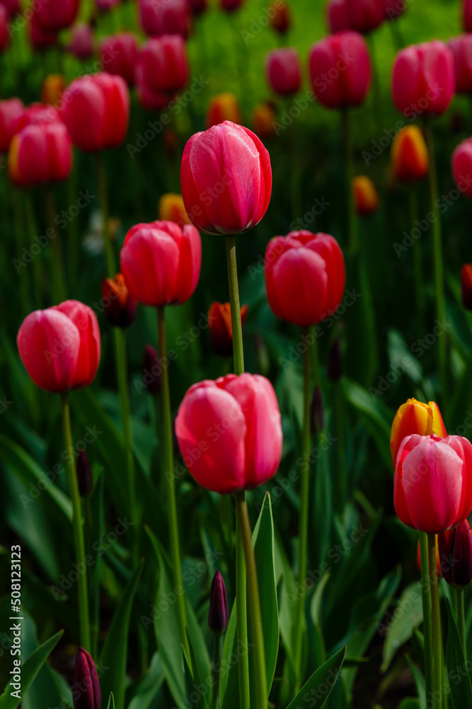 Red tulip in spring garden Red tulip in spring garden