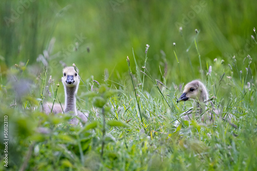 Pair of young Canada Geese goslings with head sticking out from deep in wild flower meadow photo