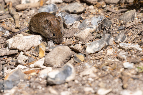 Close up of a small field vole foraging for food on rocky ground photo