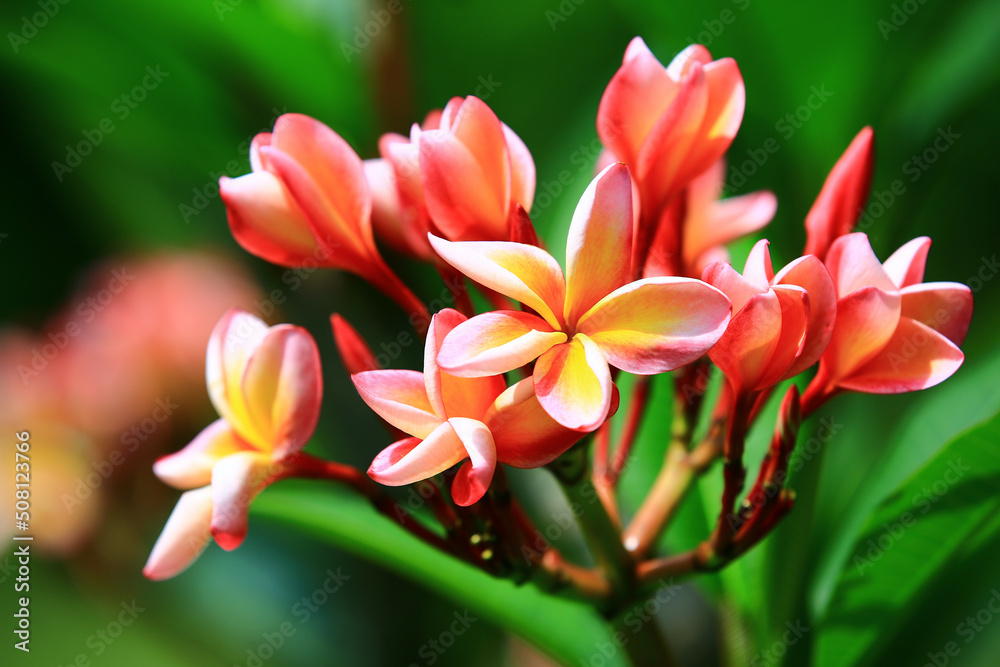 blooming colorful Frangipani flowers,close-up of red with yellow Frangipani flowers blooming in the garden in summer 