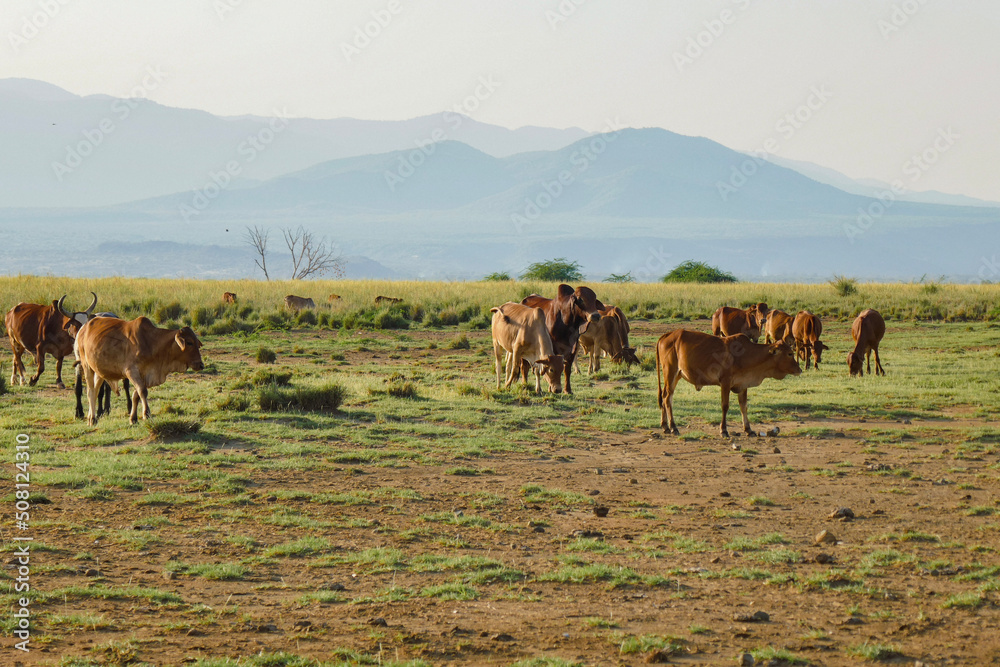 Masai cattle grazing along the shores of Lake Natron in Tanzania