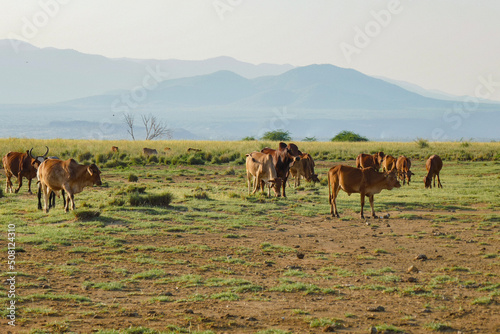 Masai cattle grazing along the shores of Lake Natron in Tanzania