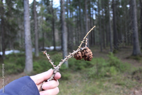 larch branch with a cone close-up 