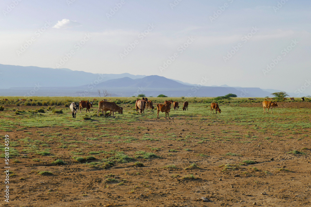 Masai cattle grazing along the shores of Lake Natron in Tanzania Masai cattle grazing along the shores of Lake Natron in Tanzania