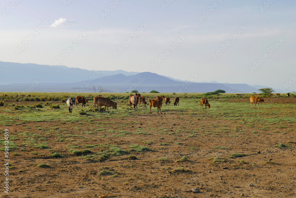 Masai cattle grazing along the shores of Lake Natron in Tanzania