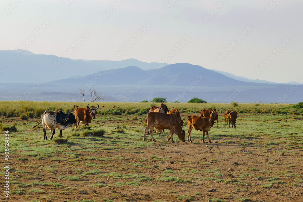 Masai cattle grazing along the shores of Lake Natron in Tanzania