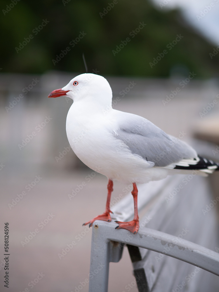Seagull Seagull