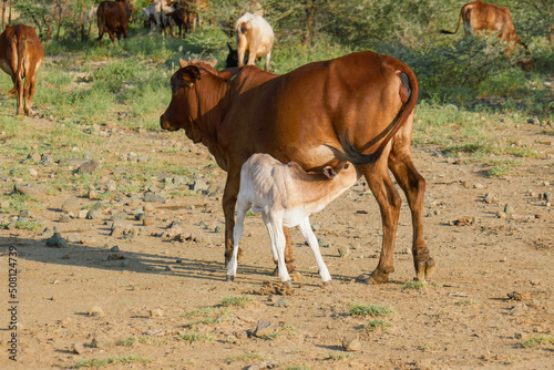 A young masai cow calf suckling in the wild at Lake Natron, Tanzania