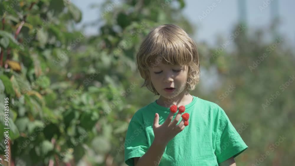 Cute little boy eating raspberries from his fingers Cute little boy eating raspberries from his fingers
